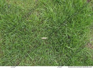 Photo Texture of Grass 